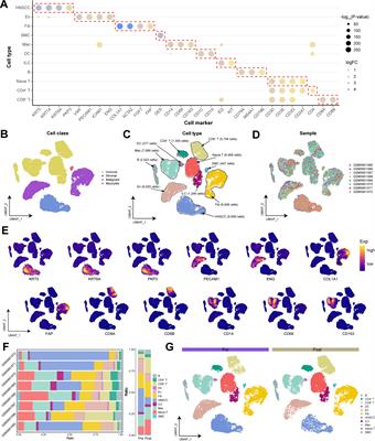 TP63 transcriptionally regulates SLC7A5 to suppress ferroptosis in head and neck squamous cell carcinoma